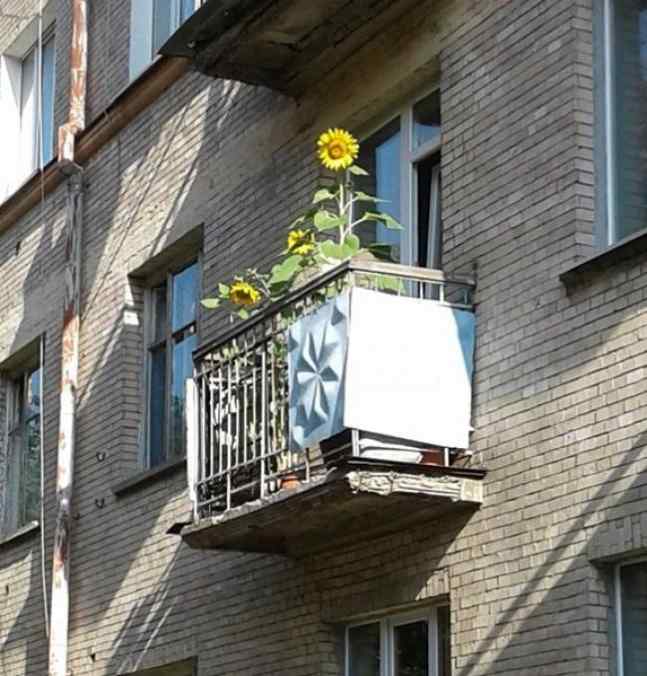 у рівному на балконі ростуть соняшники
