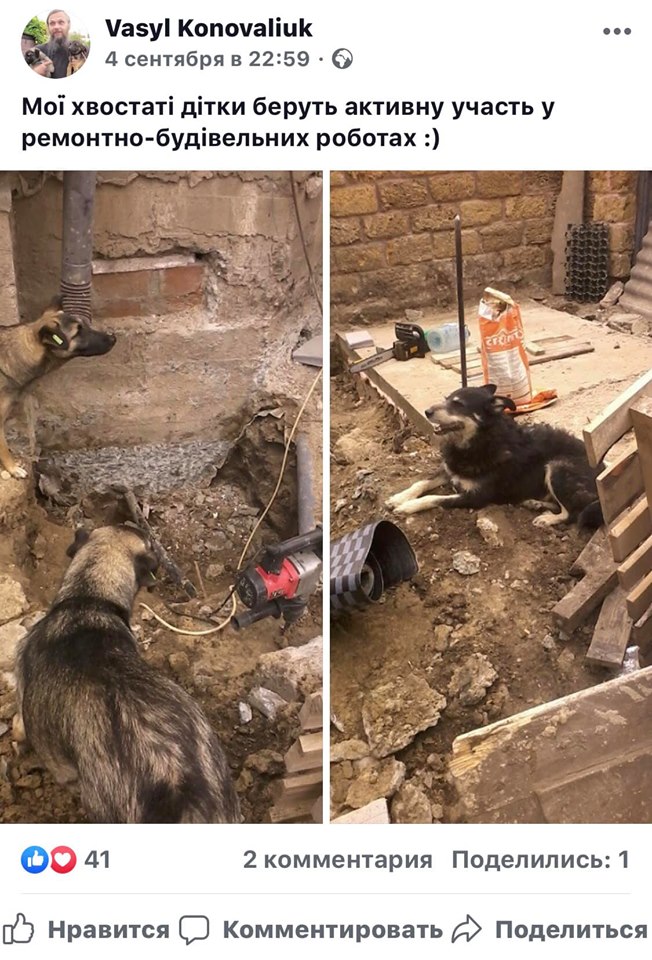 притулок собаки рівне