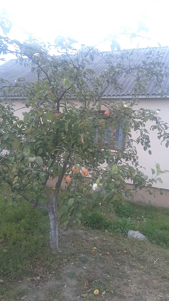 цвіт яблуні 