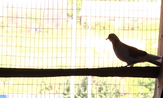 у білій криниці загинули птахи