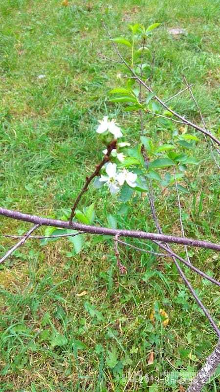осінню цвітуть вишні