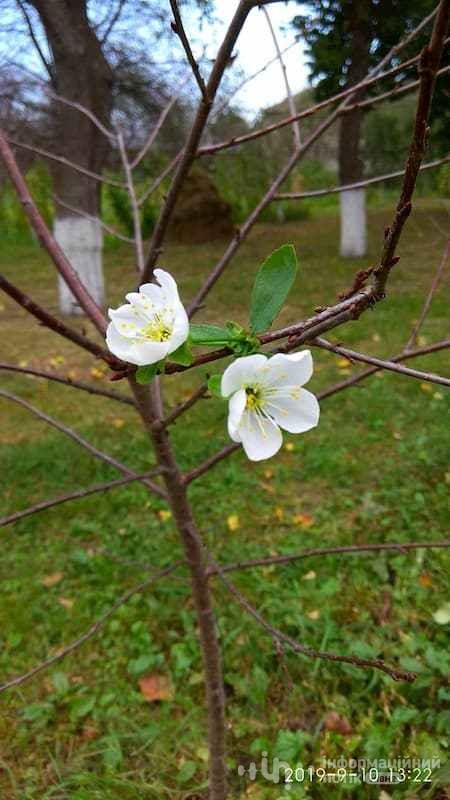 у рівному зацвіли вишні
