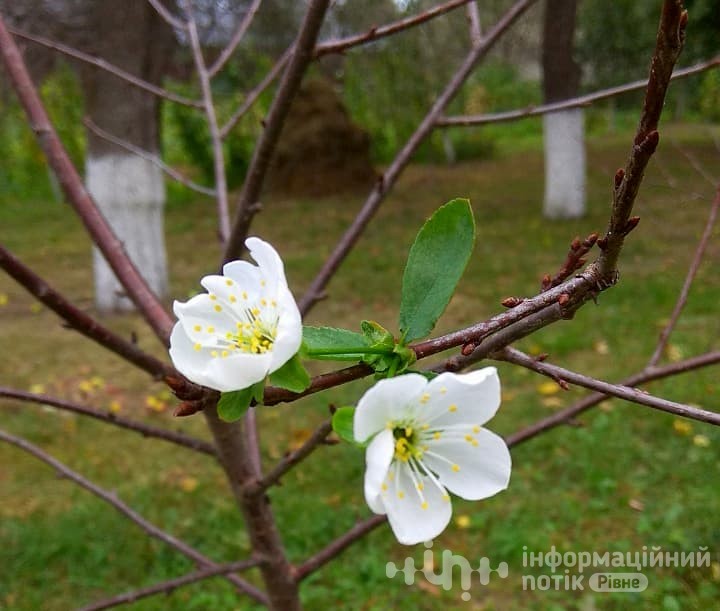 вишня зацвіла восени