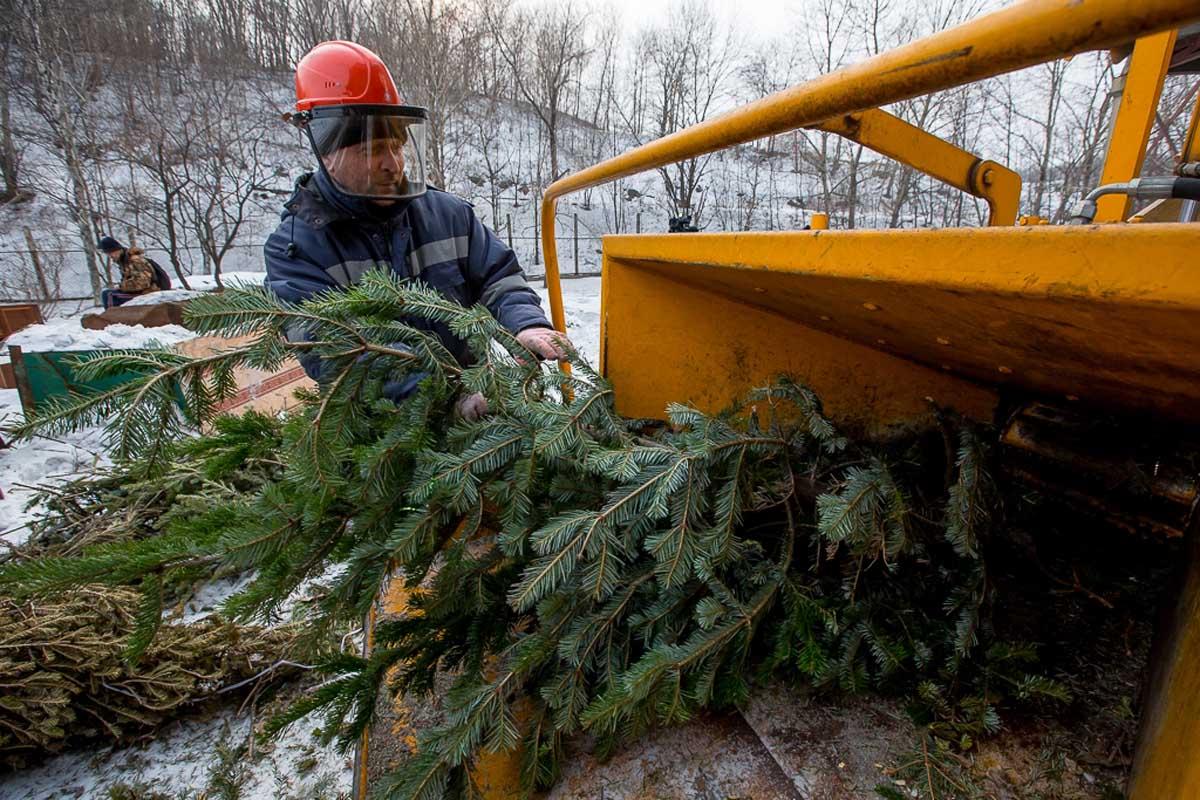 В Рівному працює три підприємства, які утилізовують новорічні ялинки